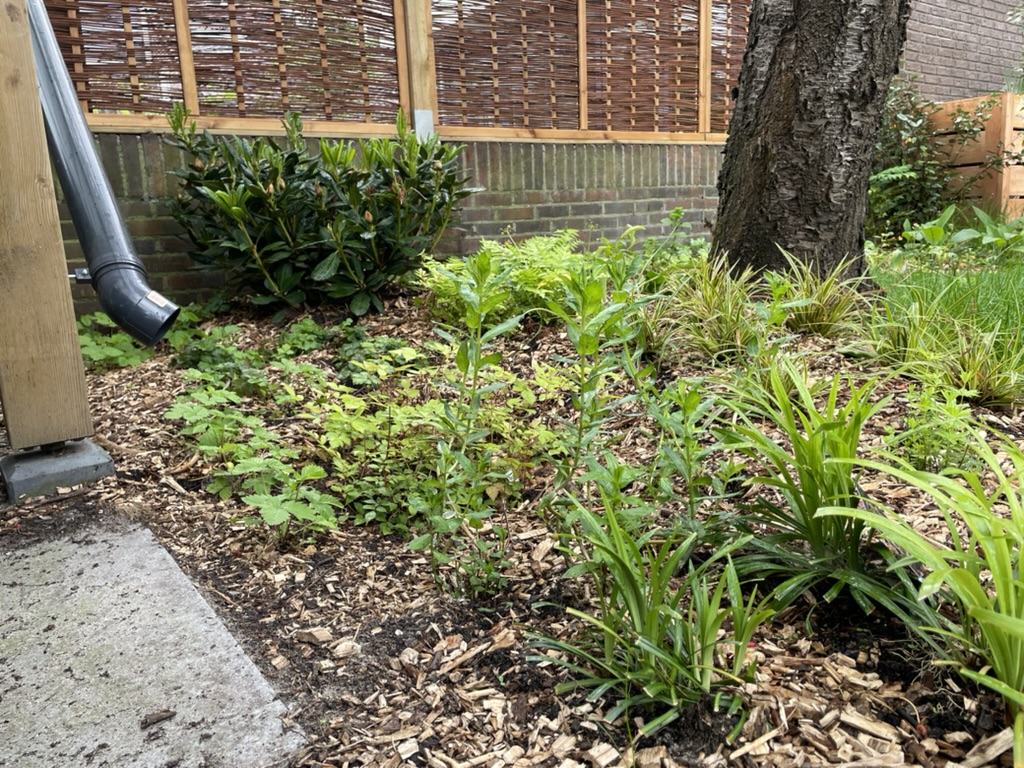 Regenpijp die uitkomt op een plantvak met houtsnippers en inheemse beplanting